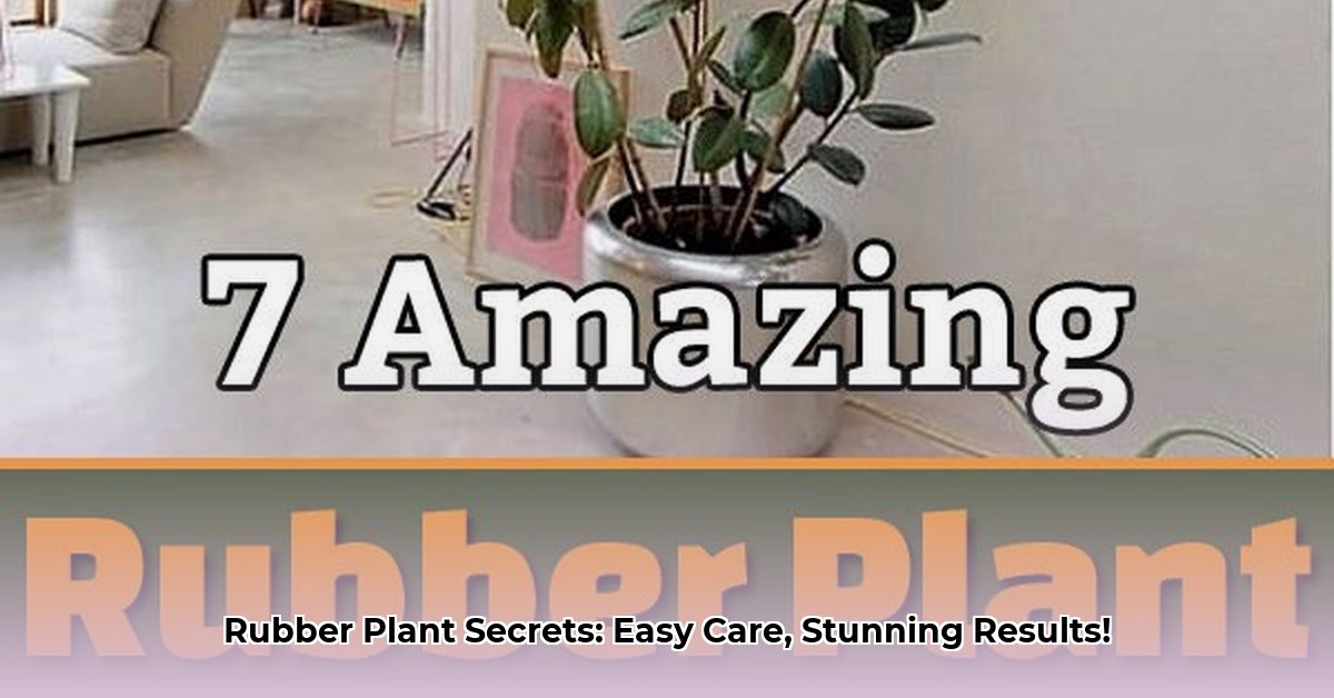 benefits-of-rubber-plant